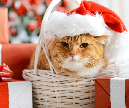 Christmas Presents for Cat Lovers